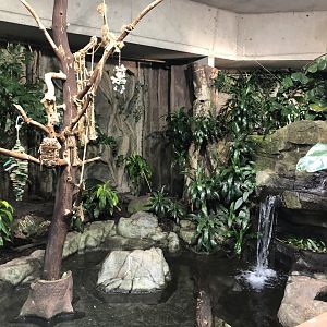 South American Rainforest Hall