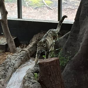 Clouded Leopard