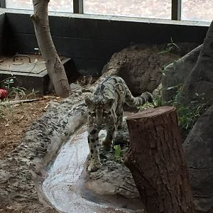 Clouded Leopard