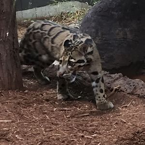 Clouded Leopard