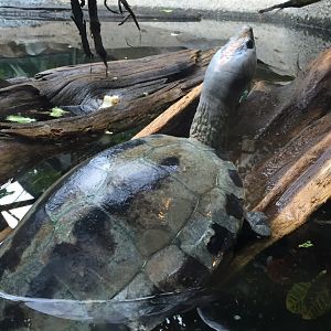 Malaysian Painted River Terrapin