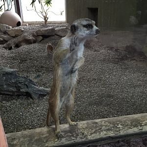 Meerkat