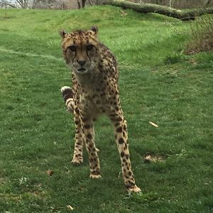 Cheetah