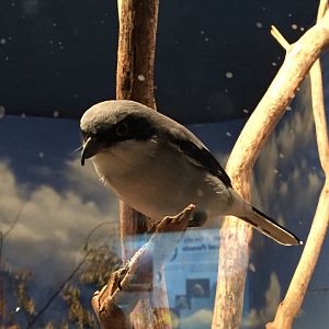 Eastern Loggerhead Shrike