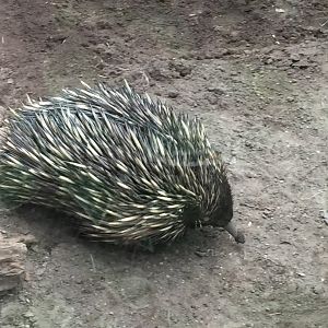 Short Beaked Echidna