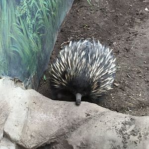 Short Beaked Echidna