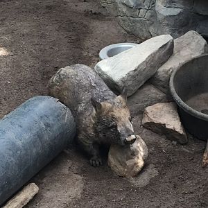 Southern Hairy Nosed Wombat