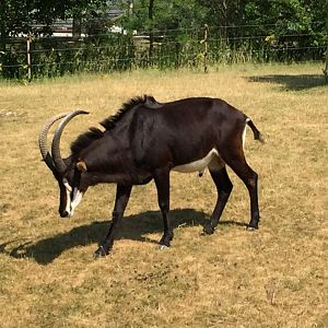 Sable Antelope