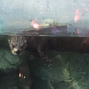 Spotted Necked Otter