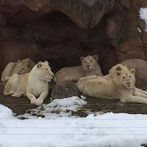 White Lion Pride