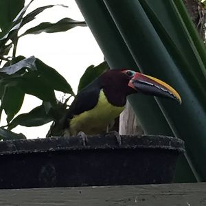 Green Aracari