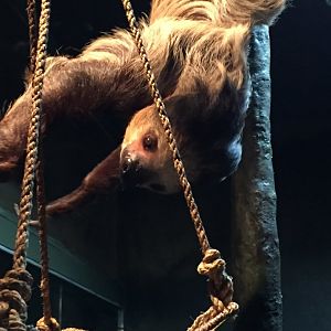 Linnaeus Two Toed Sloth