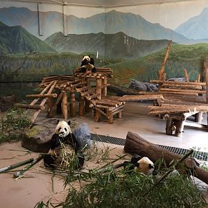 Giant Panda Indoor Exhibit
