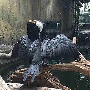 Little Pied Cormorant