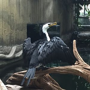 Little Pied Cormorant