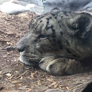 Snow Leopard