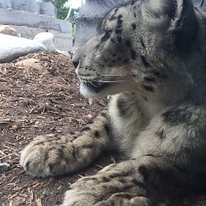 Snow Leopard