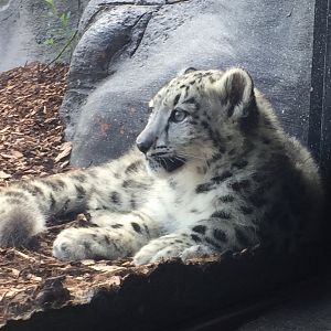 Snow Leopard Cub