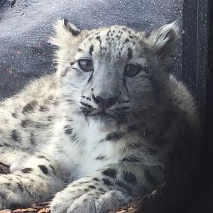 Snow Leopard Cub