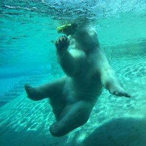Polar Bear