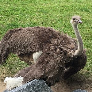 Southern Ostrich