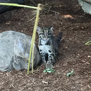 Clouded Leopard Cub