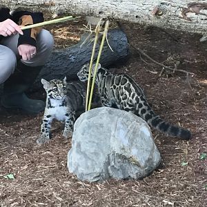 Clouded Leopard Cubs