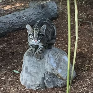 Clouded Leopard Cub