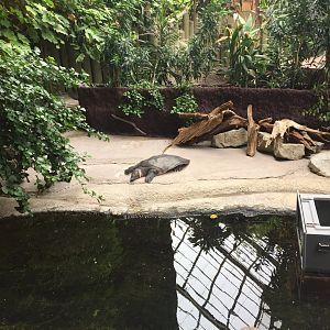 Nile Softshell Turtle Exhibit