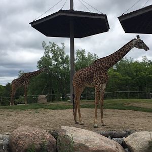 Masai Giraffes