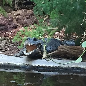 West African Dwarf Crocodile