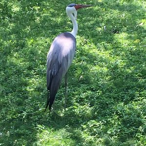 Wattled Crane