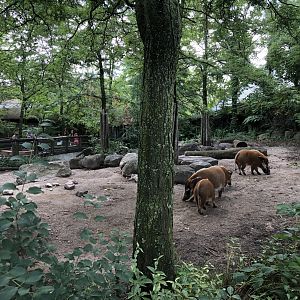 Red River Hog Outdoor Exhibit