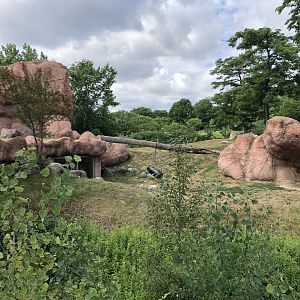 African Lion Exhibit