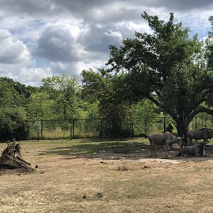 Blue Wildebeest Exhibit