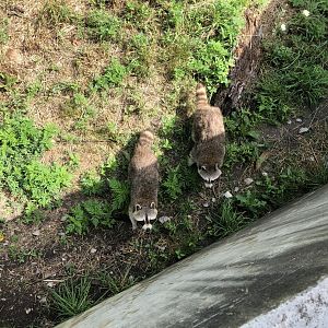 Raccoons