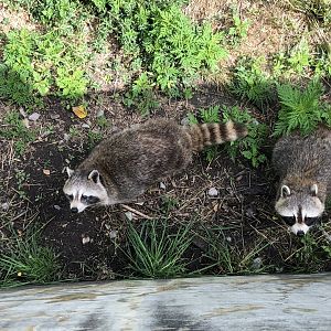 Raccoons
