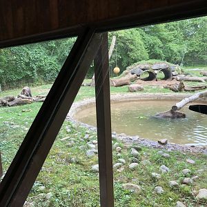 Grizzly Bear Exhibit