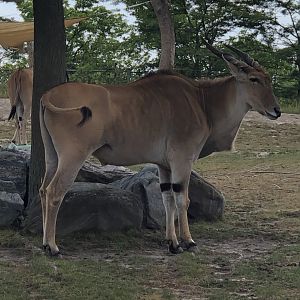 Eland