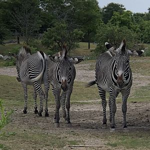Grevy’s Zebras