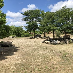 Southern White Rhinoceros Exhibit