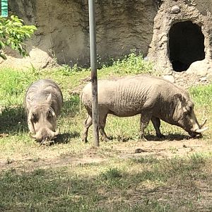 Warthogs