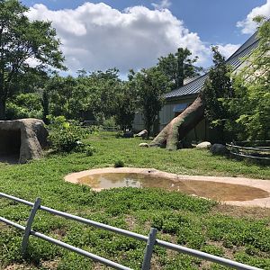 Aldabra Tortoise Outdoor Exhibit