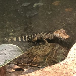 Cuvier’s Dwarf Caiman