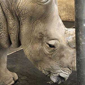 Southern White Rhinoceros