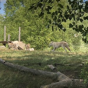 Arctic Wolves