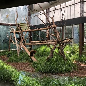 Matschie’s Tree Kangaroo Exhibit