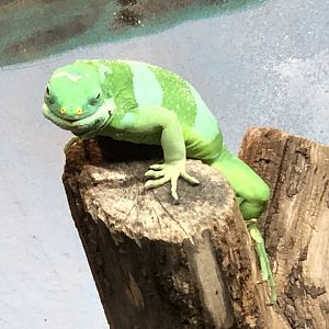 Fiji Banded Iguana