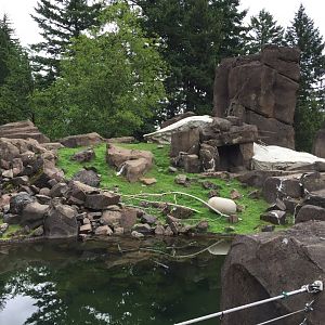 Rocky Mountain Goat Exhibit