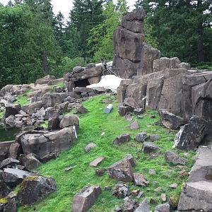 Rocky Mountain Goat Exhibit
